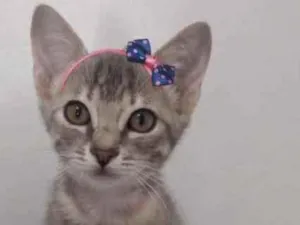 Gato raça Sem raça definida idade 2 a 6 meses nome ALICE