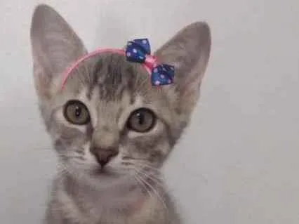 Gato ra a Sem raça definida idade 2 a 6 meses nome ALICE