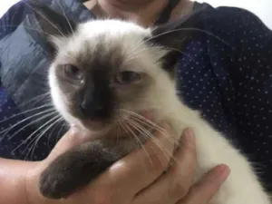 Gato raça SRD-ViraLata idade 2 a 6 meses nome Simba