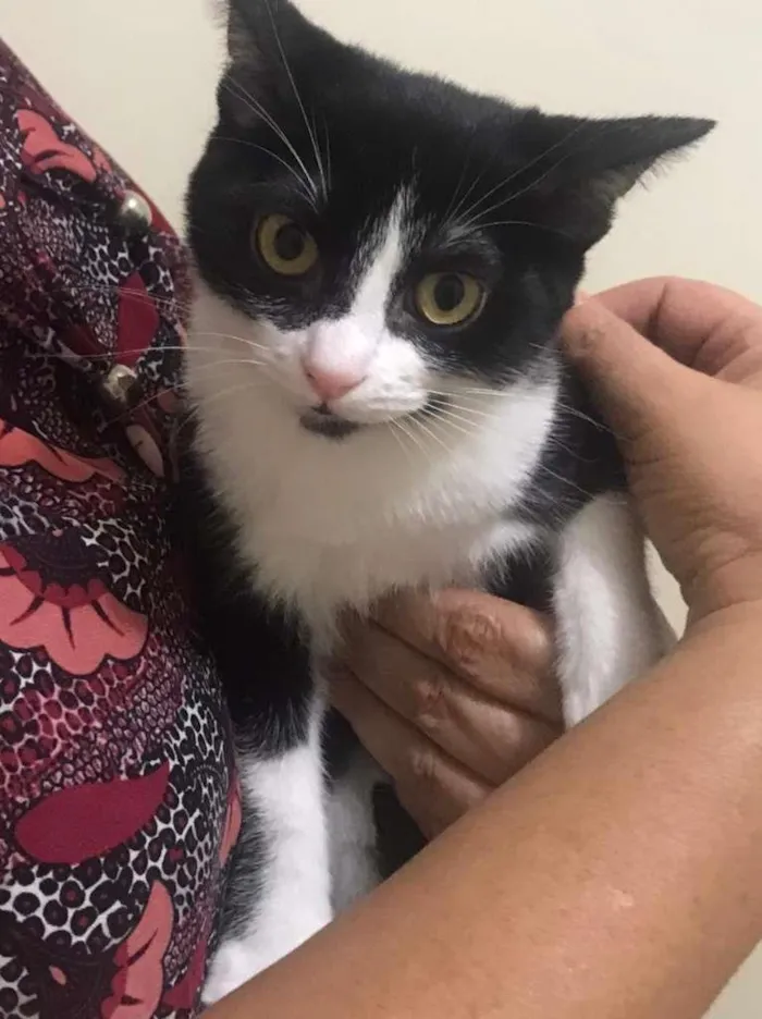 Gato raça SRD-ViraLata idade 2 a 6 meses nome Tammy