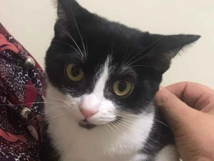 Gato raça SRD-ViraLata idade 2 a 6 meses nome Tammy