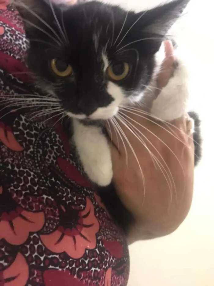 Gato raça SRD-ViraLata idade 2 a 6 meses nome Majú