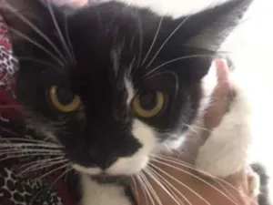 Gato raça SRD-ViraLata idade 2 a 6 meses nome Majú