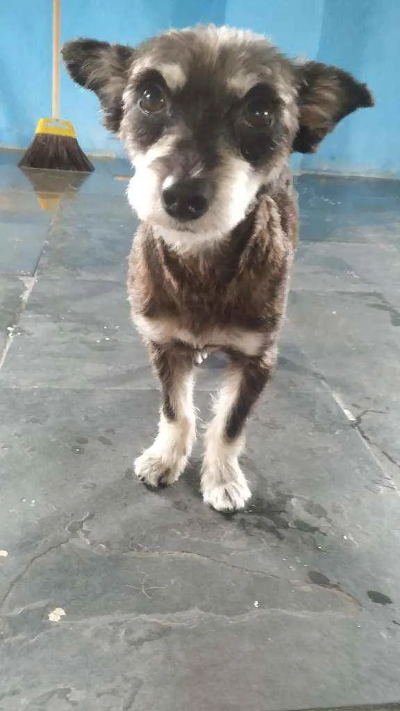 Cachorro raça Mistura de york idade 3 anos nome Guaxinim