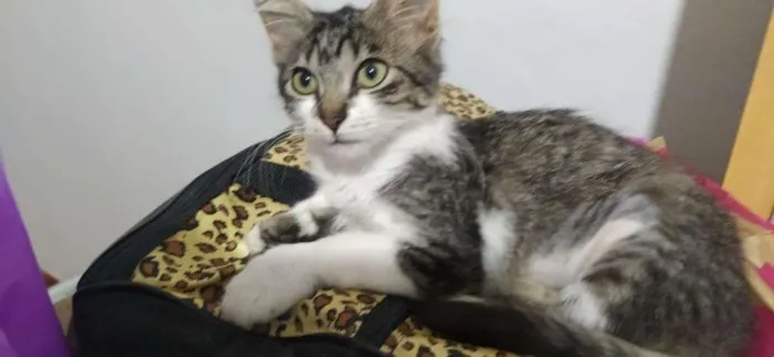 Gato raça SRD-ViraLata idade 2 a 6 meses nome Lisa