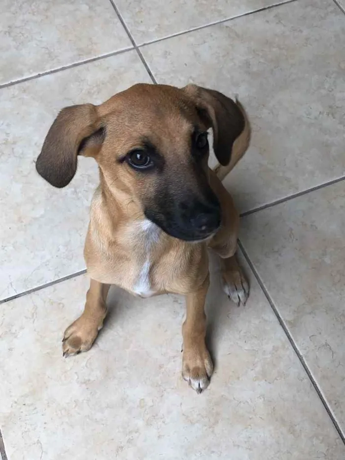 Cachorro ra a Vira lata idade 2 a 6 meses nome Suzy