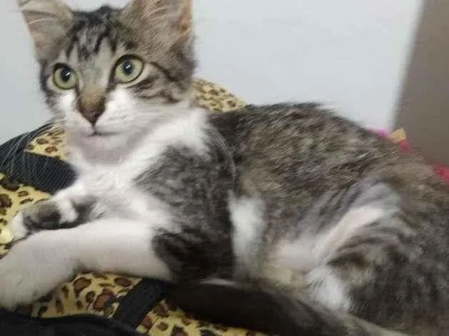 Gato raça SRD-ViraLata idade 2 a 6 meses nome Lisa