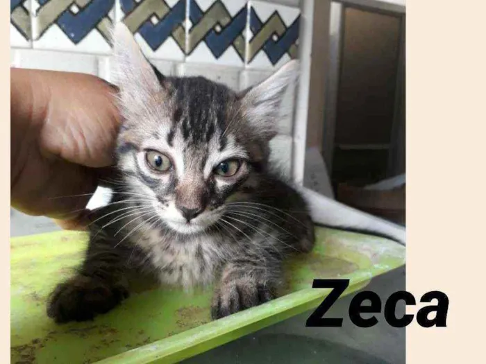 Gato ra a SRD idade 2 a 6 meses nome Zeca e Lia