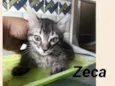 Zeca e Lia