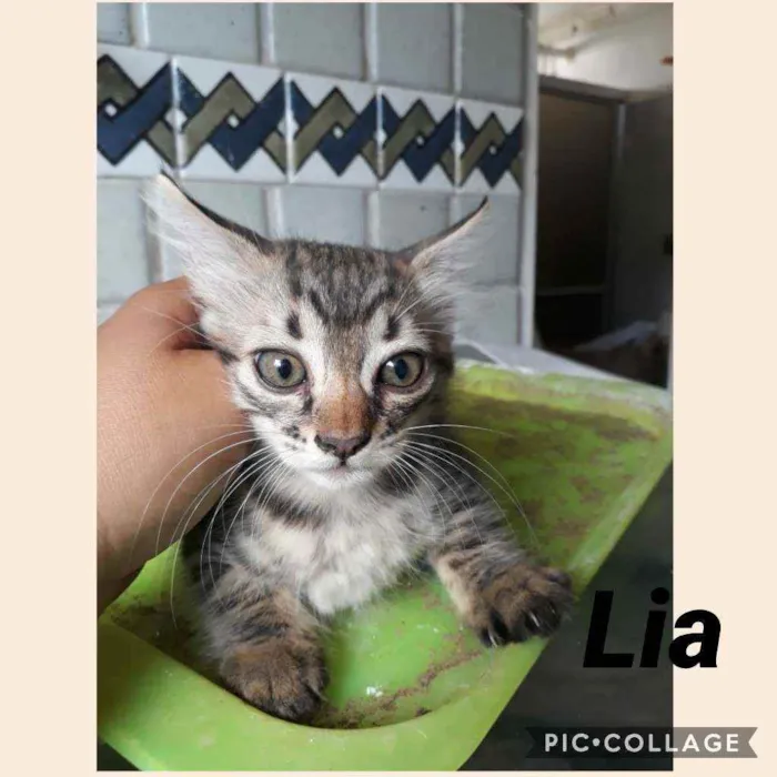 Gato ra a SRD idade 2 a 6 meses nome Zeca e Lia