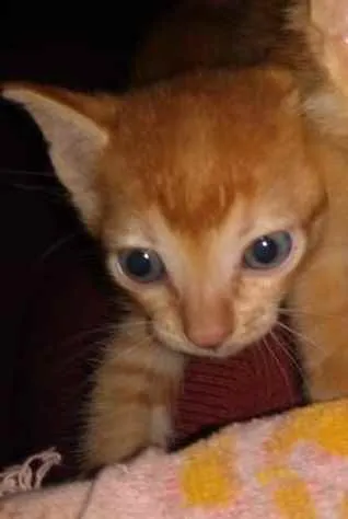 Gato raça Indefinido idade Abaixo de 2 meses nome Sem nome