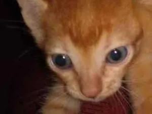 Gato raça Indefinido idade Abaixo de 2 meses nome Sem nome