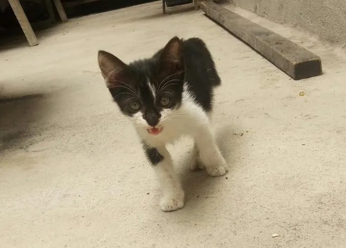 Gato raça SRD-ViraLata idade 2 a 6 meses nome Sem Nome