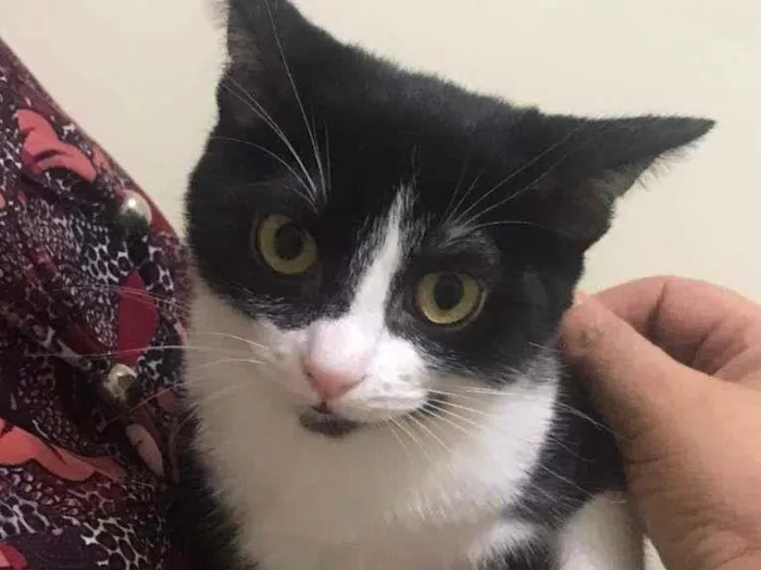 Gato raça SRD-ViraLata idade 2 a 6 meses nome Tammy