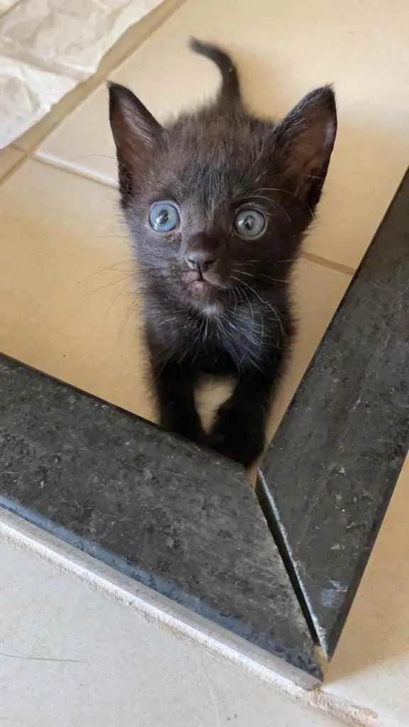 Gato ra a SRD idade Abaixo de 2 meses nome Pretinha