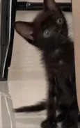 Pretinha