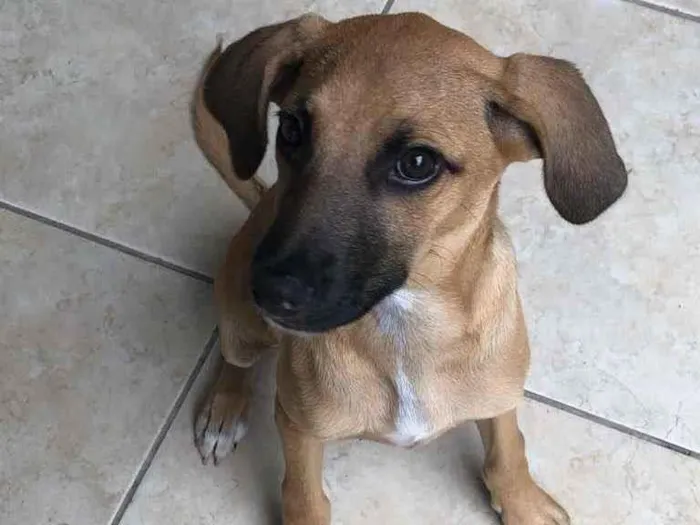 Cachorro ra a Vira lata idade 2 a 6 meses nome Suzy