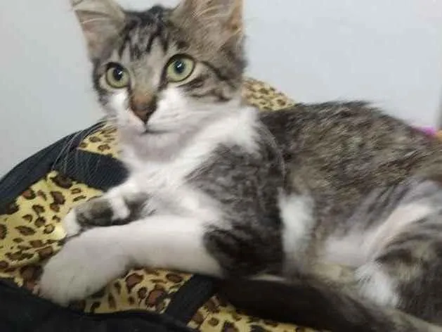 Gato raça SRD-ViraLata idade 2 a 6 meses nome Lisa