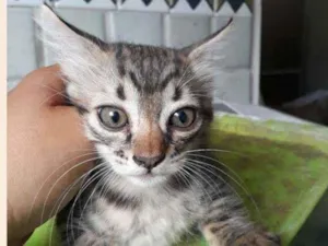 Gato raça SRD idade 2 a 6 meses nome Zeca e Lia
