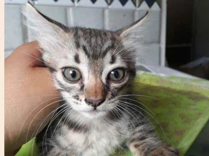 Gato ra a SRD idade 2 a 6 meses nome Zeca e Lia