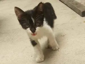 Gato raça SRD-ViraLata idade 2 a 6 meses nome Sem Nome