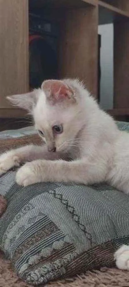 Gato ra a (não sei) idade 2 a 6 meses nome snow