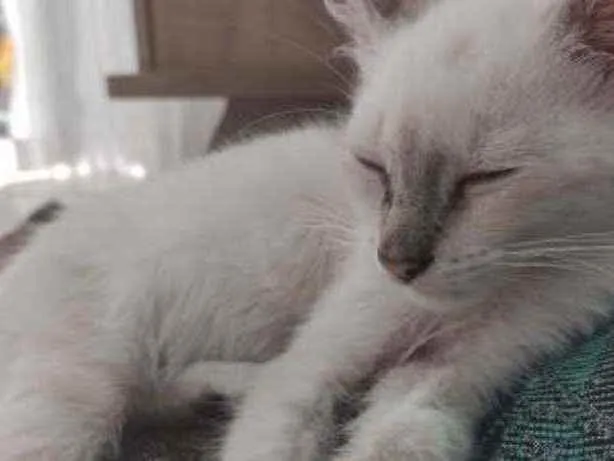 Gato ra a (não sei) idade 2 a 6 meses nome snow