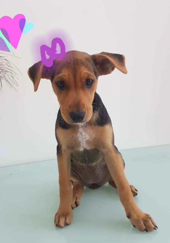 Cachorro raça SRD idade 2 a 6 meses nome Pipoca