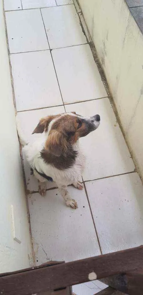 Cachorro raça SRD idade 7 a 11 meses nome Kiara