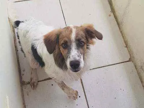Cachorro raça SRD idade 7 a 11 meses nome Kiara