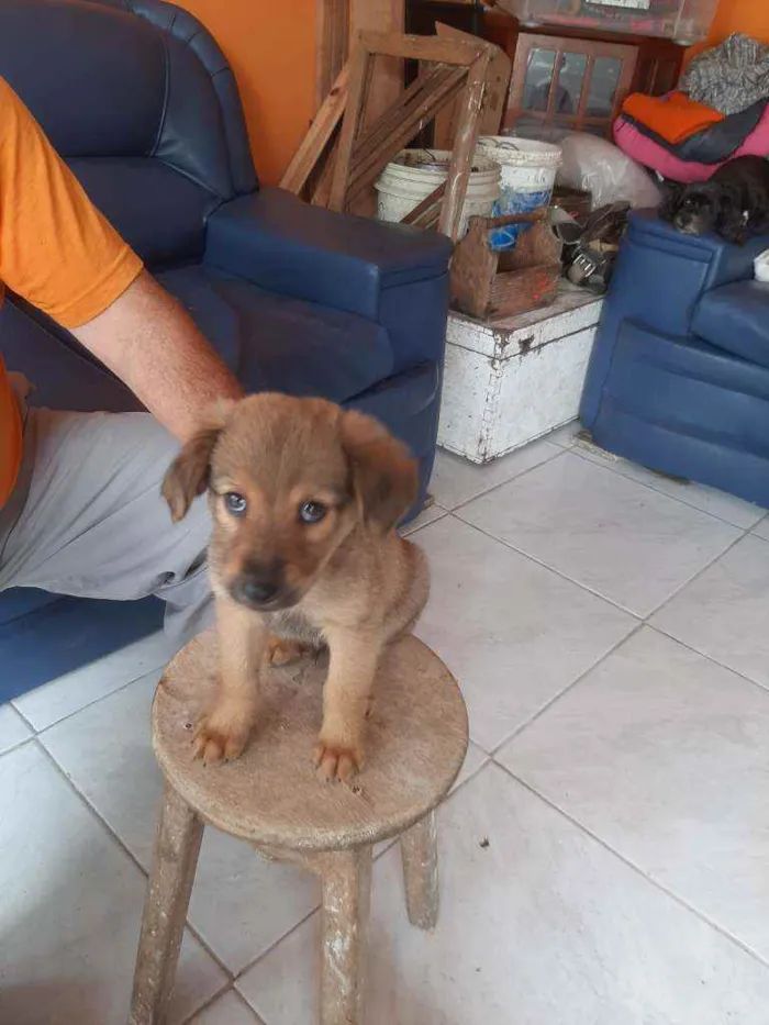 Cachorro ra a Srd idade 2 a 6 meses nome Não tem nome 