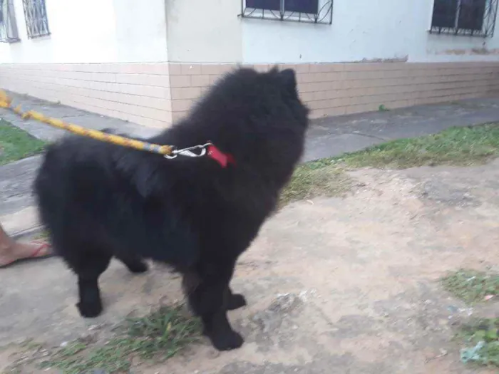 Cachorro raça Chow-chow idade 3 anos nome Marley