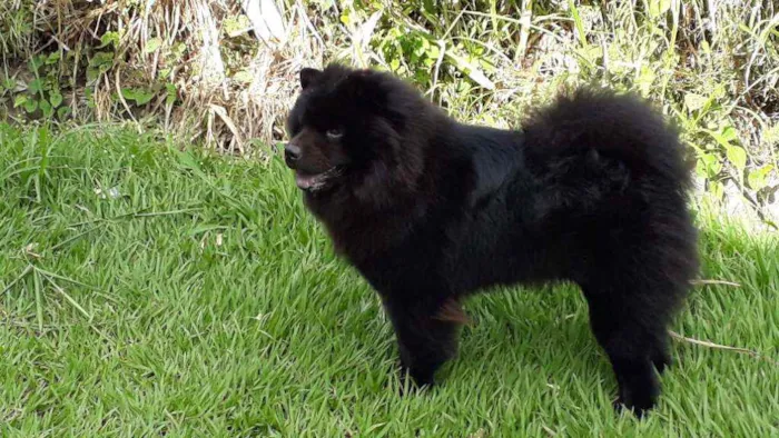 Cachorro raça Chow-chow idade 3 anos nome Marley