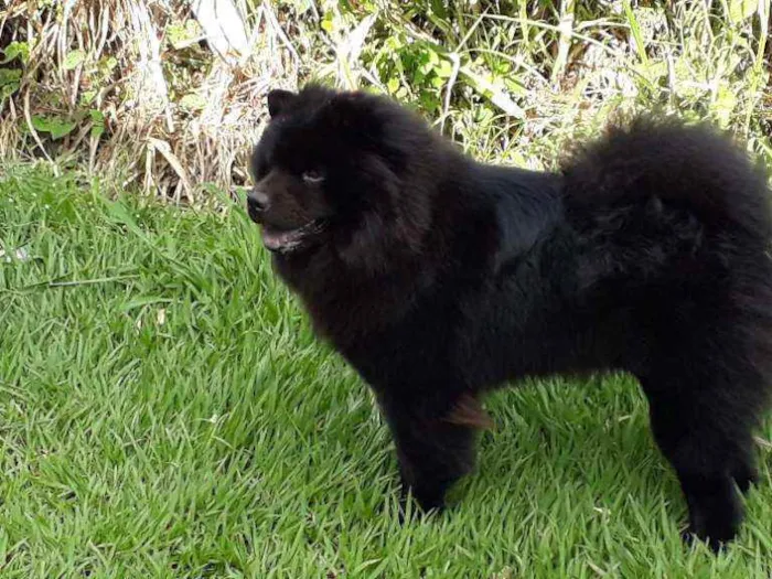 Cachorro raça Chow-chow idade 3 anos nome Marley