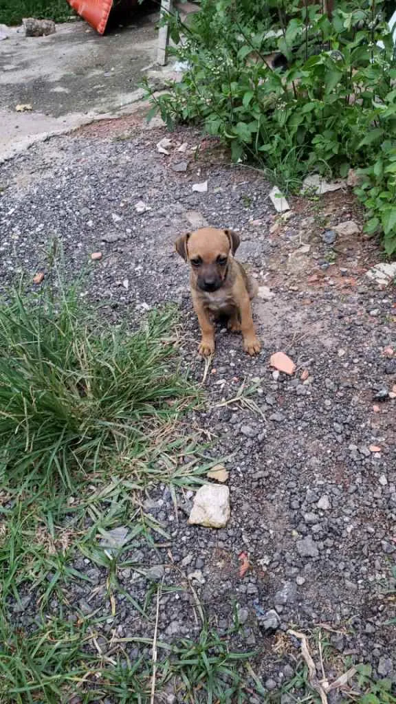 Cachorro ra a SRD-ViraLata idade Abaixo de 2 meses nome sem nome