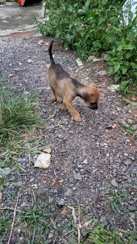 Cachorro ra a SRD-ViraLata idade Abaixo de 2 meses nome sem nome