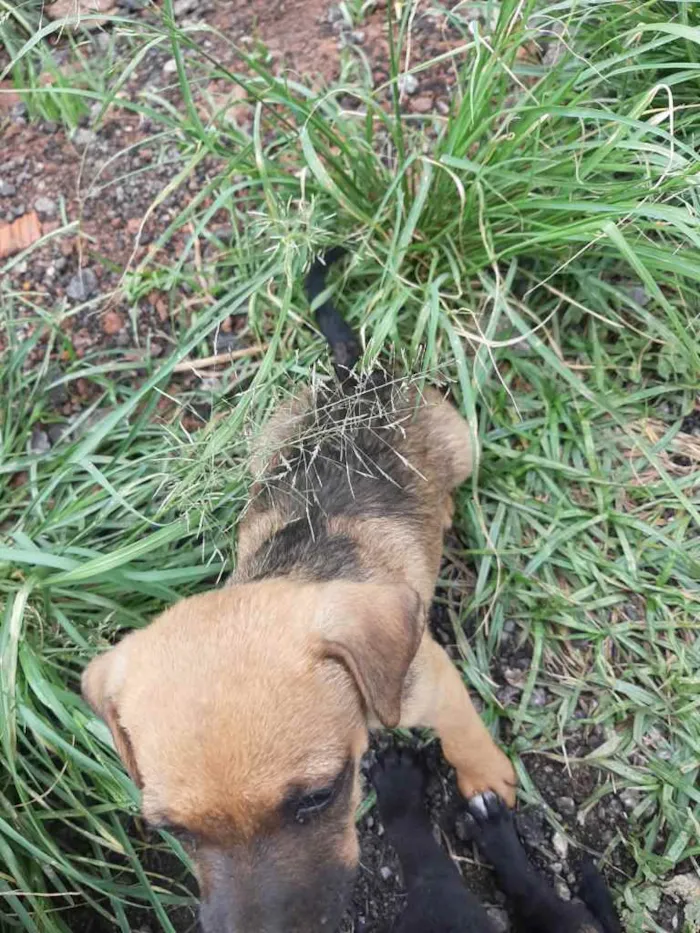 Cachorro ra a SRD-ViraLata idade Abaixo de 2 meses nome sem nome