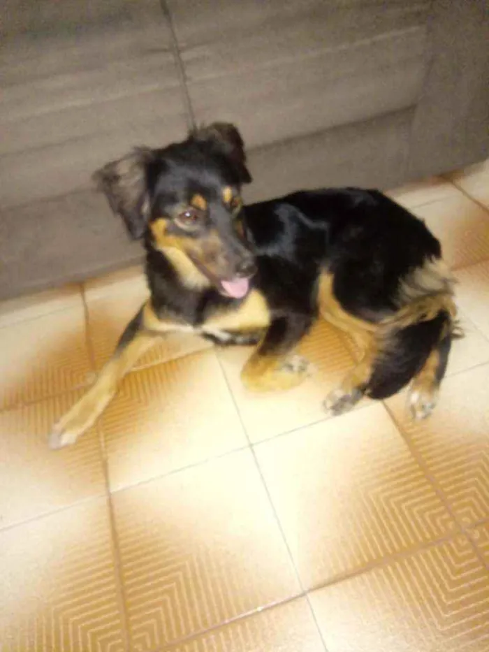 Cachorro ra a Sem raca definida idade 1 ano nome Luna