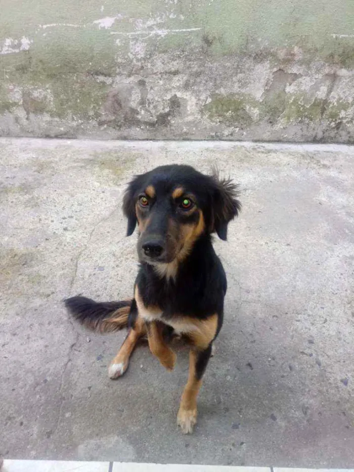 Cachorro ra a Sem raca definida idade 1 ano nome Luna