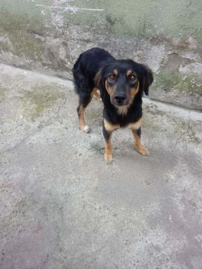 Cachorro ra a Sem raca definida idade 1 ano nome Luna