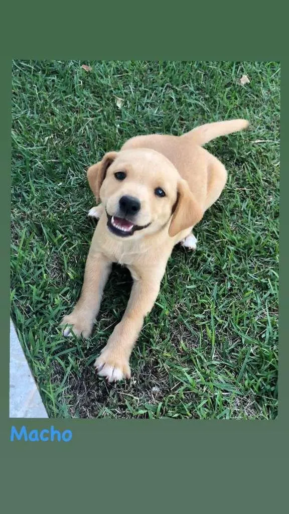 Cachorro ra a SRD-ViraLata idade 2 a 6 meses nome Loiro