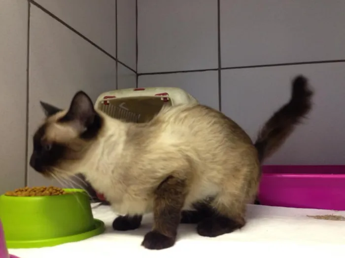 Gato raça Srd  idade 1 ano nome Mel
