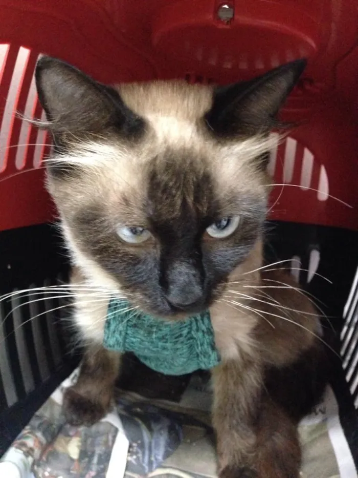 Gato raça Srd  idade 1 ano nome Mel