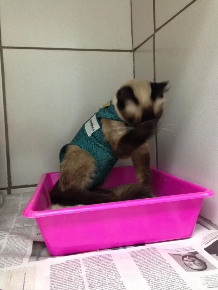 Gato raça Srd  idade 1 ano nome Mel