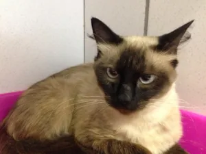 Gato raça Srd  idade 1 ano nome Mel