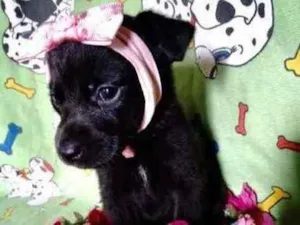 Cachorro raça Mestiça  idade Abaixo de 2 meses nome Manu 