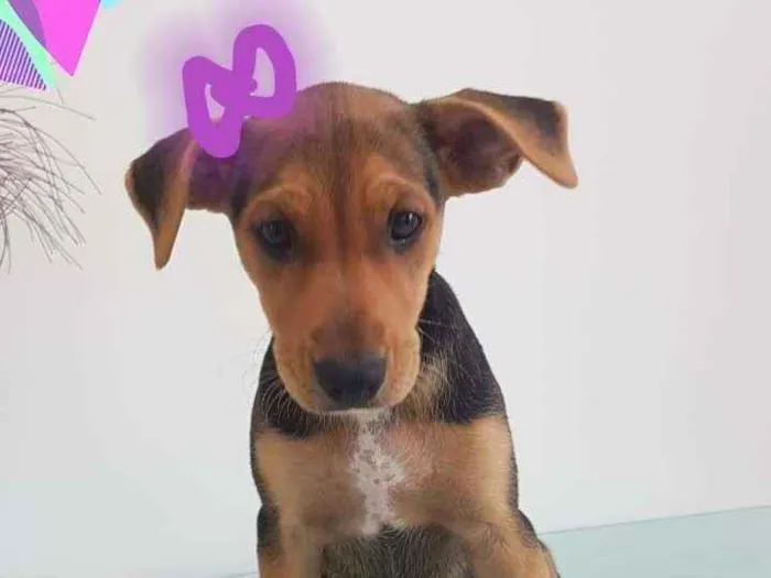 Cachorro raça SRD idade 2 a 6 meses nome Pipoca