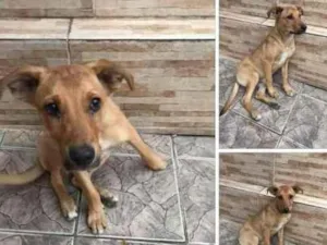 Cachorro raça Não sei  idade 2 a 6 meses nome Spyke