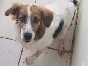 Cachorro raça SRD idade 7 a 11 meses nome Kiara