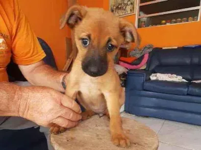 Cachorro raça Srd idade 2 a 6 meses nome Não tem nome 